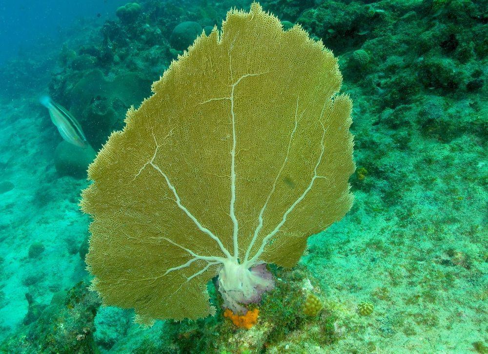 Lagun Blou Dive And Beach Resort Exteriör bild